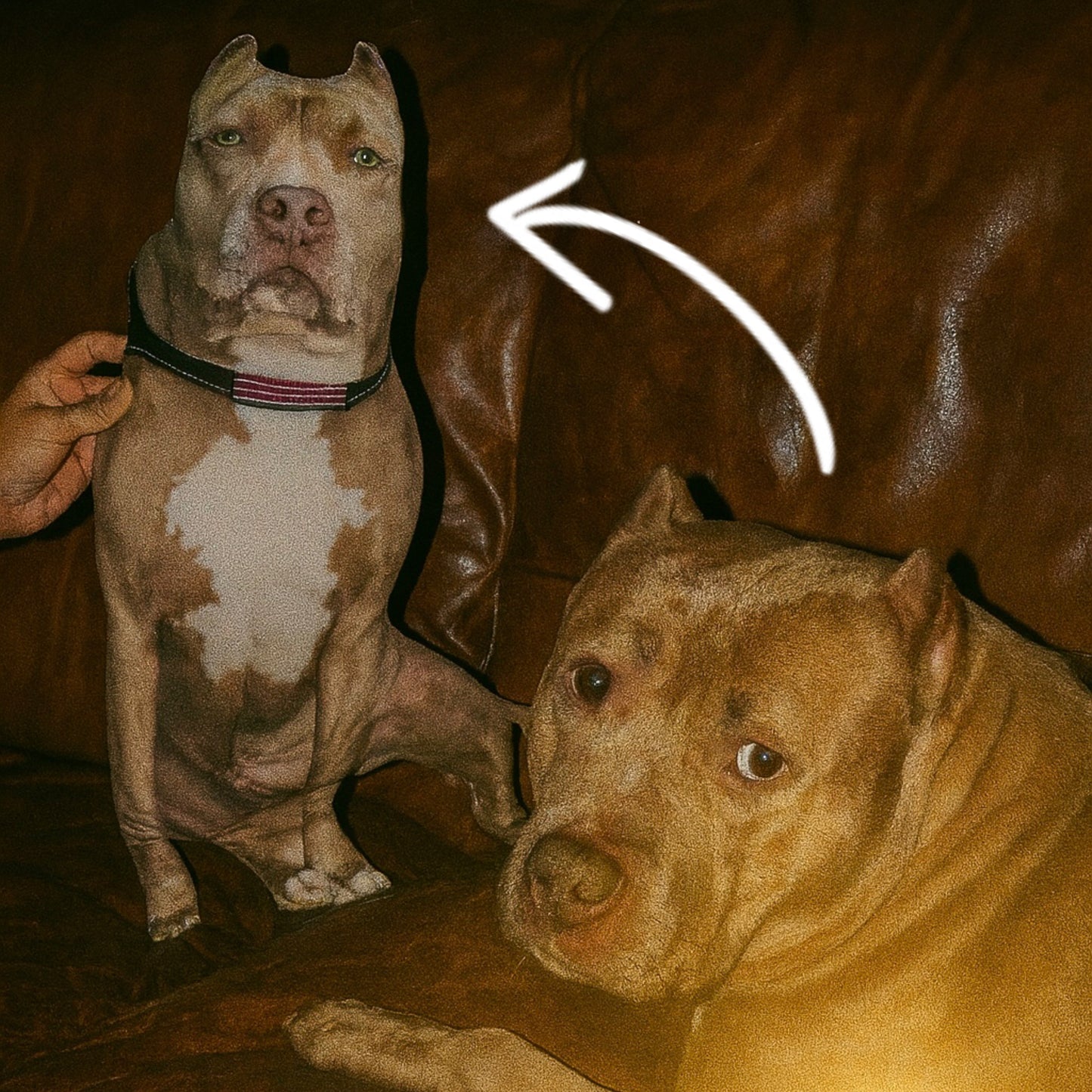 Custom Pet Pillow